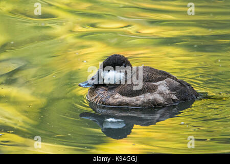 Schwarzkopfruderente (Oxyura Jamaicensis) männlich im Winter Gefieder Schwimmen im Teich, in Nordamerika heimisch Stockfoto