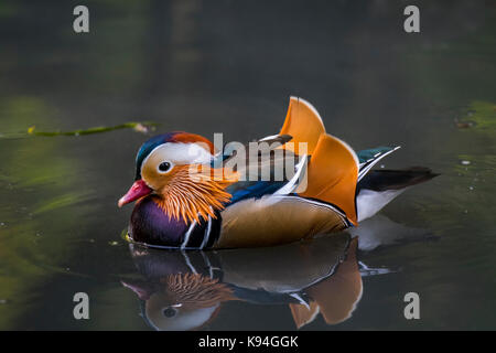 Mandarinente (Aix galericulata) männliche Schwimmen im Teich, beheimatet in Südostasien Stockfoto