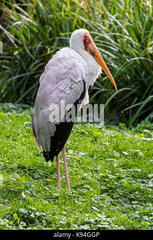 Painted Stork (Mycteria leucocephala/Tantalos leucocephalus leucocephalus/Ibis) aus dem tropischen Asien und Indien Stockfoto