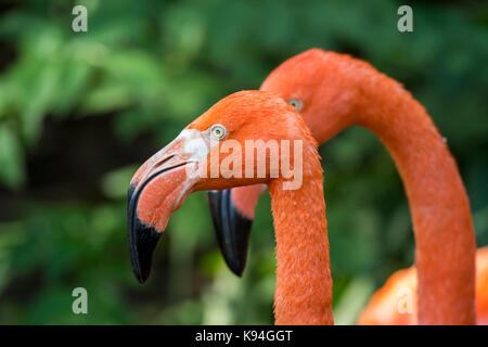 Amerikanischer Flamingo / karibischer Flamingo (Phoenicopterus ruber) Nahaufnahme von Kopf und Schnabel Stockfoto
