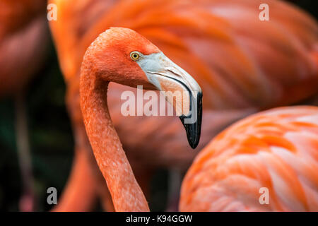 Amerikanischer Flamingo / karibischer Flamingo (Phoenicopterus ruber) Nahaufnahme von Kopf und Schnabel unter anderen Flamingos in der Herde Stockfoto