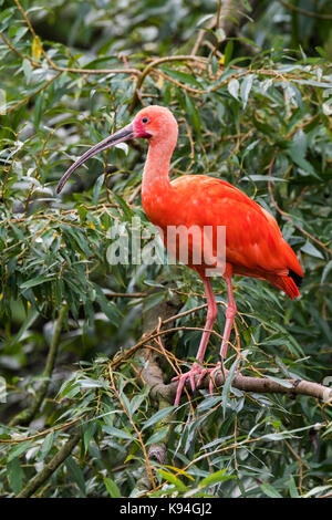 Scarlet ibis (Eudocimus ruber) im Baum gehockt, native bis tropisches Südamerika und auf den Inseln der Karibik Stockfoto