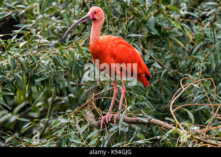 Scarlet ibis (Eudocimus ruber) im Baum gehockt, native bis tropisches Südamerika und auf den Inseln der Karibik Stockfoto