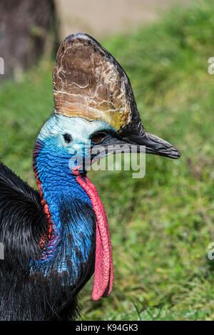 Southern cassowary/doppelklicken Gelbstirn-blatthühnchen cassowary/Australischen cassowary (Casuarius casuarius) Native, Indonesien, Neuguinea und nordöstlichen Australien Stockfoto