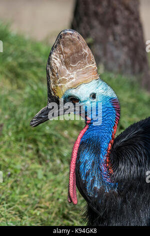 Southern cassowary/doppelklicken Gelbstirn-blatthühnchen cassowary/Australischen cassowary (Casuarius casuarius) Native, Indonesien, Neuguinea und nordöstlichen Australien Stockfoto