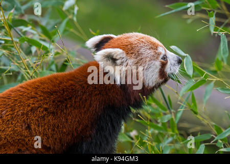 Red Panda/Lesser Panda (Ailurus fulgens) essen Bambusblätter, beheimatet im östlichen Himalaya und im südwestlichen China Stockfoto