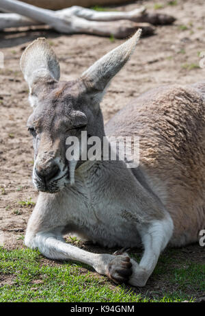 In der Nähe von red Kangaroo (Macropus rufus) Weibliche ruhend, in Australien Stockfoto