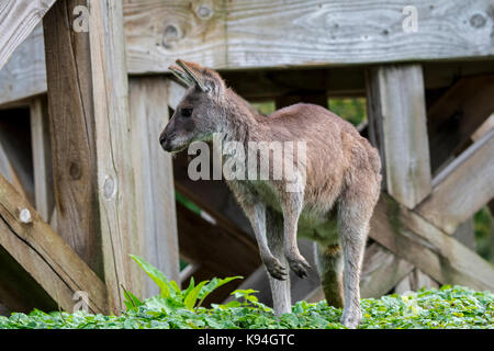 Western grey Kangaroo/Schwarz-faced Kangaroo/mallee Kangaroo/rußigen Kangaroo (Macropus Fuliginosus), in Australien Stockfoto
