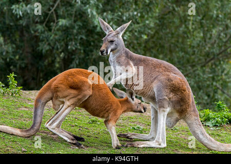 Rote Riesenkängurus (Macropus rufus) männlich und weiblich, in Australien Stockfoto