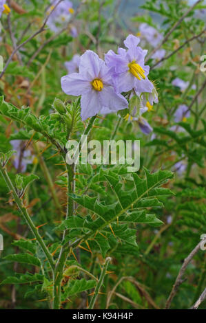 Solanum sisymbrifolium, die klebrige Nachtschatten oder lichi Tomate, Familie der Solanaceae, beheimatet in Südamerika Stockfoto