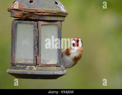 Europäische goldfinch gemeinsamen Garten Vogel dargestellt in einem natürlichen dappled Sonnenlicht Licht in England Großbritannien Stockfoto