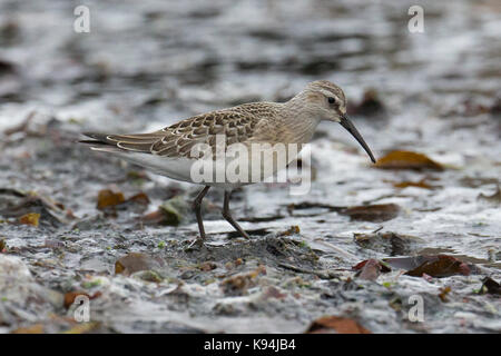 Curlew Sandpiper (Calidris ferruginea) in jugendlichen Gefieders, Shetlandinseln, Schottland, UK Stockfoto