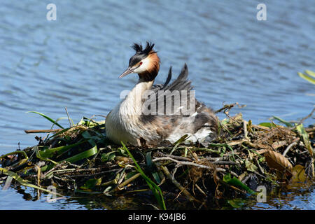 Haubentaucher saß auf einem Nest aus Zweigen und Schilf im Wasser, mit Baby frisch geschlüpfte Küken aus dem Gelege Stockfoto