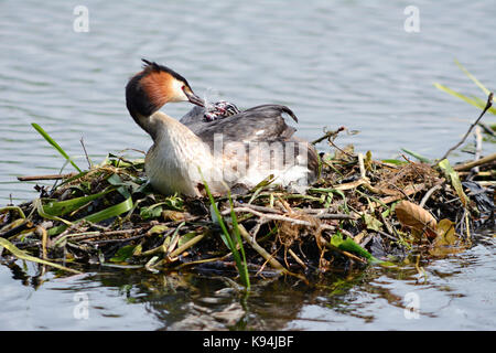 Haubentaucher saß auf einem Nest aus Zweigen und Schilf im Wasser, mit Baby frisch geschlüpfte Küken aus dem Gelege Stockfoto