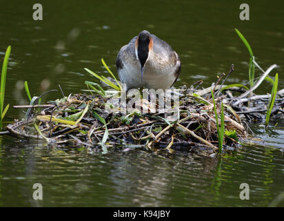 Haubentaucher saß auf einem Nest aus Zweigen und Schilf im Wasser, mit Baby frisch geschlüpfte Küken aus dem Gelege Stockfoto