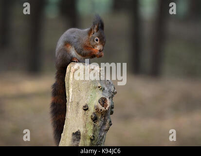 Eurasischen Eichhörnchen in ihrer natürlichen Umgebung von einer Kiefer holz Wald Stockfoto