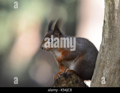 Eurasischen Eichhörnchen in ihrer natürlichen Umgebung von einer Kiefer holz Wald Stockfoto