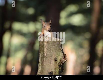 Eurasischen Eichhörnchen in ihrer natürlichen Umgebung von einer Kiefer holz Wald Stockfoto