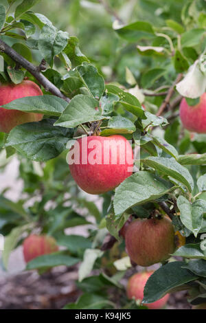 Malus domestica 'Blenheim orange'. Äpfel 'Blenheim orange' auf dem Baum im Herbst Stockfoto