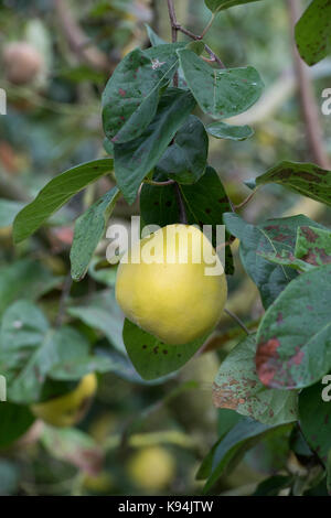 Cydonia Oblonga. Quitte Isfahan Frucht am Baum Stockfoto