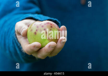 Malus Domestica" Anne Elizabeth'. Gärtner Äpfel Holding mit bitteren Grube Störung Stockfoto