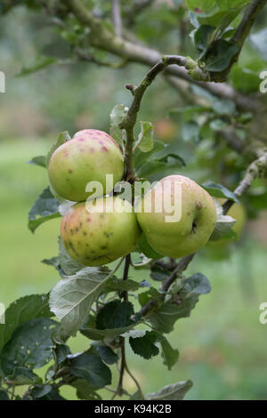 Malus Domestica" Anne Elizabeth'. Äpfel mit bitteren Grube Unordnung auf dem Baum im Herbst Stockfoto