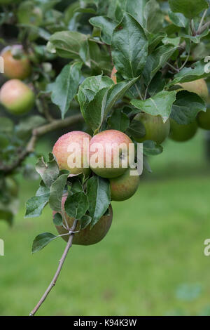 Malus Domestica" Belle de Boskoop'. Apple 'Belle de Boskoop'. Äpfel auf dem Baum im Herbst Stockfoto