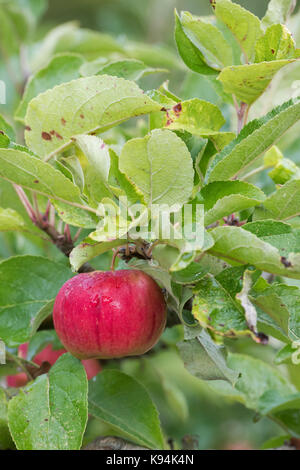 Malus Domestica" rot Pixie'. Äpfel auf dem Baum im Herbst Stockfoto