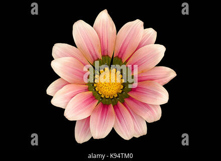 Schöne Blumen auf schwarzem Hintergrund Stockfoto