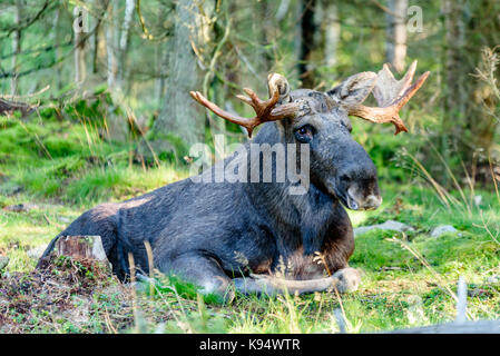 Alte Elch (Alces alces) Stier im Nadelwald ruht. Stockfoto