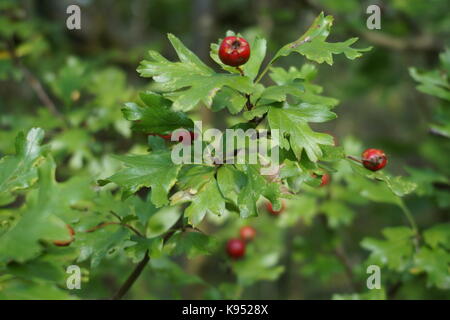 Wilde Beeren auf einem grünen Hintergrund der vegetativen in Holz Stockfoto