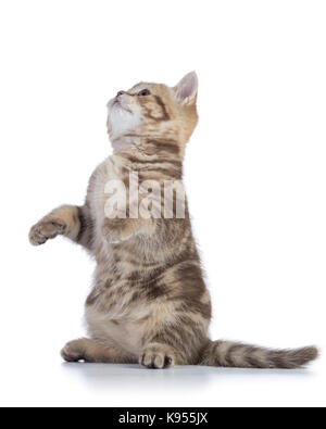 Funny Cat kitten Fragen für einen Snack isoliert auf weißem Stockfoto