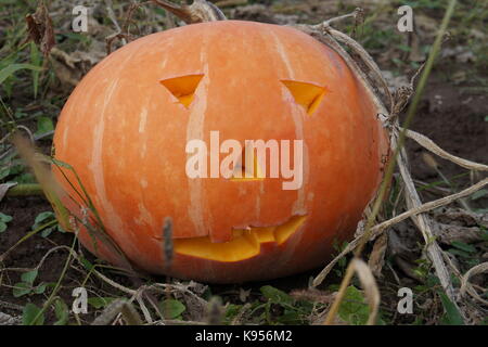 Halloween scary pumpkin mit einem Lächeln im Herbst Wald Stockfoto