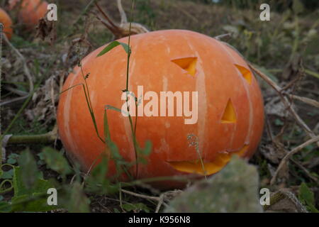 Halloween scary pumpkin mit einem Lächeln im Herbst Wald Stockfoto