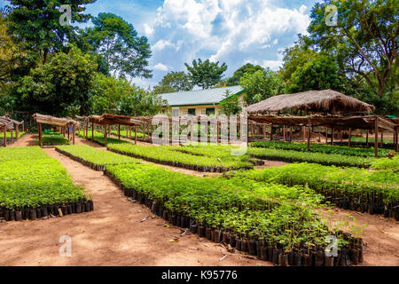 Einer Gärtnerei in Uganda Stockfoto