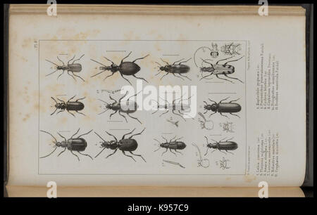 Lake Superior seinen Charakter, Vegetation und Tieren, im Vergleich mit anderen, ähnlichen Regionen (PL. 8) (8443774521) Stockfoto