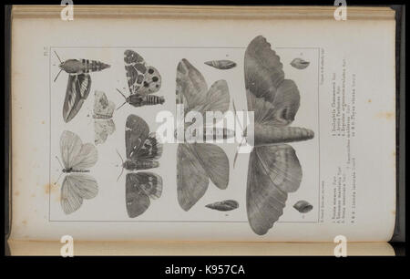 Lake Superior seinen Charakter, Vegetation und Tieren, im Vergleich mit anderen, ähnlichen Regionen (PL. 7) (8444862692) Stockfoto