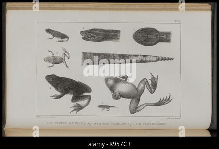 Lake Superior seinen Charakter, Vegetation und Tieren, im Vergleich mit anderen, ähnlichen Regionen (PL. 6) (8444862294) Stockfoto