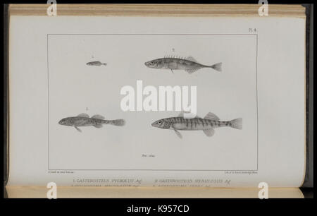 Lake Superior seinen Charakter, Vegetation und Tieren, im Vergleich mit anderen, ähnlichen Regionen (PL. 4) (8443773023) Stockfoto