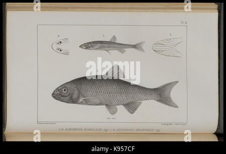 Lake Superior seinen Charakter, Vegetation und Tieren, im Vergleich mit anderen, ähnlichen Regionen (PL. 3) (8443772653) Stockfoto