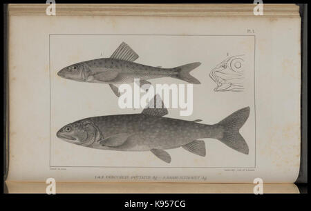 Lake Superior seinen Charakter, Vegetation und Tieren, im Vergleich mit anderen, ähnlichen Regionen (PL. 1) (8443772303) Stockfoto