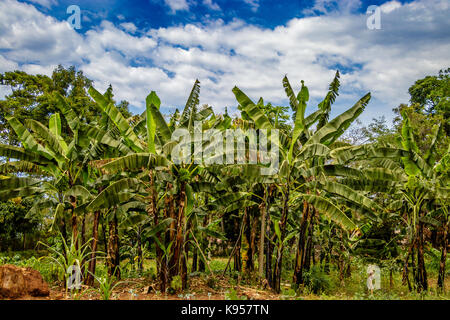 Eine Gruppe von Bananenstauden in Uganda Stockfoto