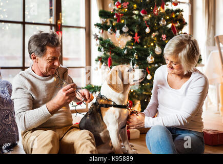 Senior Paar sitzt auf dem Boden vor der beleuchteten Weihnachtsbaum in ihrem Haus mit ihren Hund in Lichterkette verheddert. Stockfoto