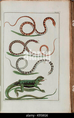 Dieser Titel bezieht sich auf eine detaillierte Beschreibung und künstlerische Illustrationen aus dem Werk Locupletissimi rerum naturalium thesauri, das sich auf die Natur und ihre historische Darstellung konzentriert. Das Werk enthält sehr detaillierte Abbildungen aus dem Bereich der Naturgeschichte. Stockfoto