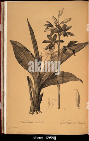 Les liliacees (Platte 43) BHL 287417 Stockfoto