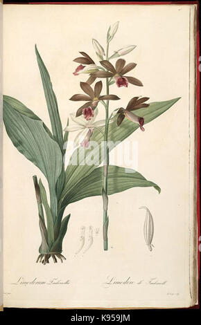 Les liliacees (Farbe Platte 43) BHL 287418 Stockfoto