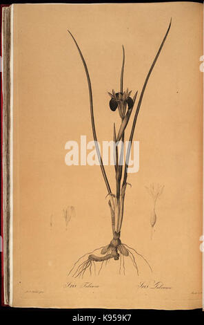 Les liliacees (Platte 48) BHL 287447 Stockfoto