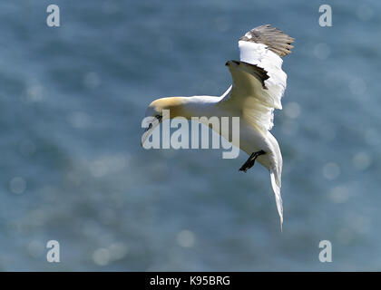 Wild Northern gannet Seabird, abgebildet im Flug anzeigen Schließen Feder detail, Auge und Kopf. Vögel nisten in England. Großbritannien Stockfoto