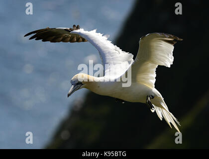 Wild Northern gannet Seabird, abgebildet im Flug anzeigen Schließen Feder detail, Auge und Kopf. Vögel nisten in England. Großbritannien Stockfoto