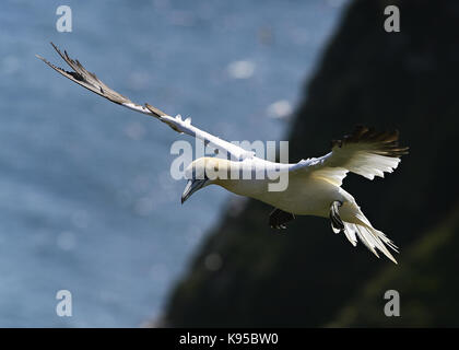 Wild Northern gannet Seabird, abgebildet im Flug anzeigen Schließen Feder detail, Auge und Kopf. Vögel nisten in England. Großbritannien Stockfoto